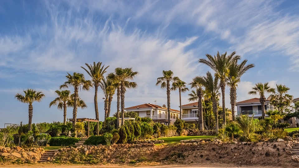 palm tree 2