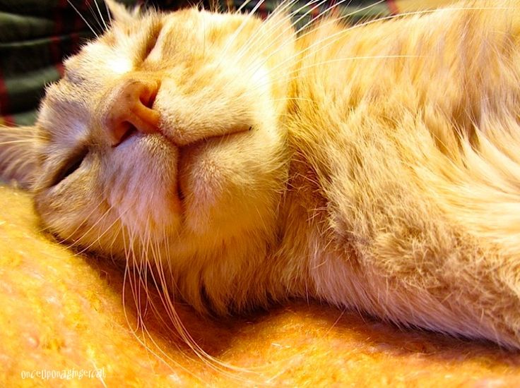 sleeping cat